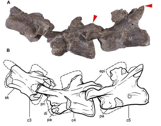 Leonerasaurus_cervical_vertebrae - Pol et al 2011 fig 5