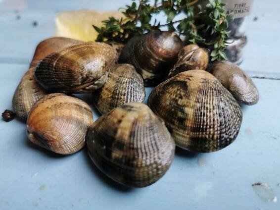 Tapeska křížová (Vongole)