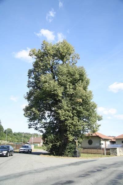 Soubor:Famous tree Lípa u Hřebenáče in Sloup, Blansko District.jpg – Wikipedie