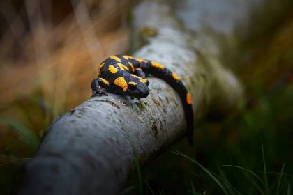 Mlok skvrnitý (Salamandra salamandra)