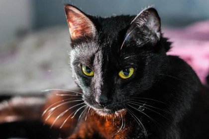 Bombajská černá kočka.