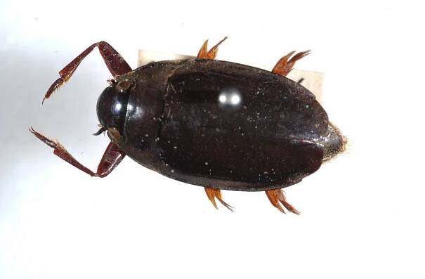 Whirligig Beetle