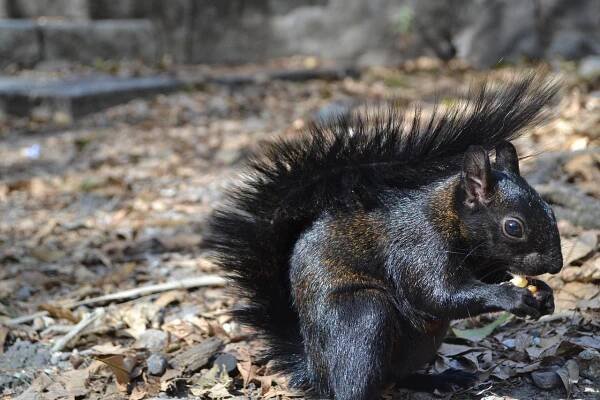 Jíst Veverku, Jíst Chipmunk, Veverka