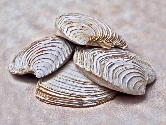 Circomphalus