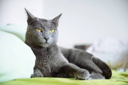 portrét líné, ospalé, nevrlé ruské modré kočky, ležící na posteli doma - ruská modrá kočka - stock snímky, obrázky a fotky