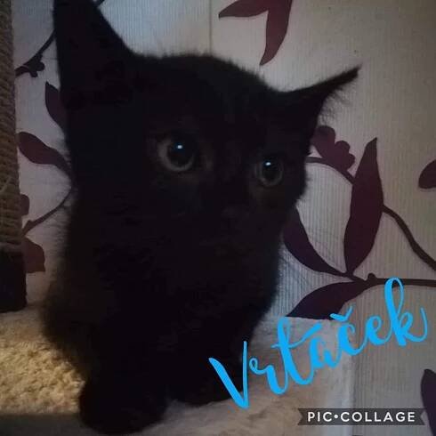 Vrtáček - Kočičí domov Sluníčko