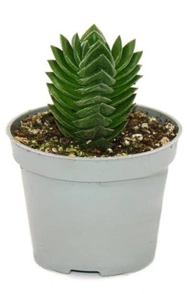 Sukulentní - Crassula Buddha's Temple - mini tlustý list - 6 cm květináč