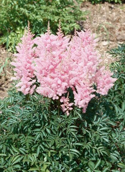 Astilbe arendsii ´Sister Theresa´ , Čechrava , C1