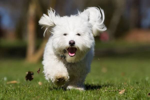 coton de tulear pes běží venku v přírodě - coton de tulear - stock snímky, obrázky a fotky