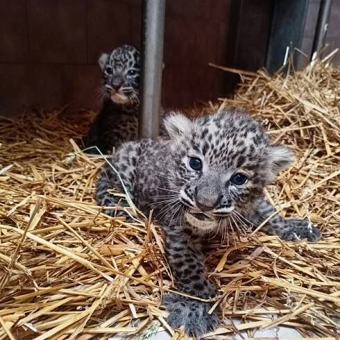 Dvojčata perských levhartů se mají k světu v Safari Parku Dvůr Králové | foto: Safari Park Dvůr Králové