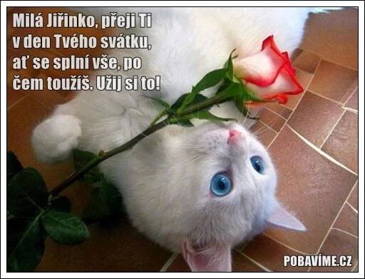 Přání k svátku pro Jiřinu | Pobavime.cz