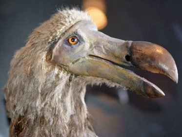 Vědci se snaží vrátit do přírody vyhynulého ptáka dodo