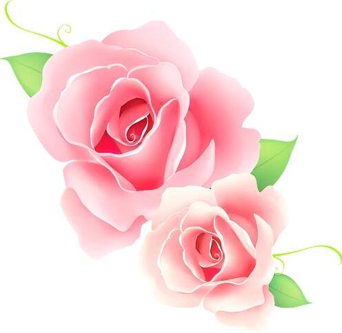 Drawn roses on a transparent background