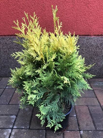 Zerav západní 'Golden Smaragd' 30-40 cm