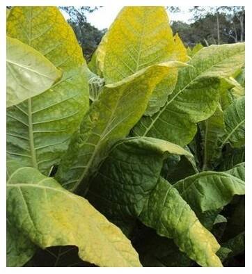 Tabák Kentucky – Nicotiana tabacum – prodej semen tabáku