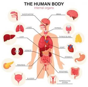 diagram vnitřních orgánů lidského těla plochý infografický plakát s ikonami názvy obrázků umístění a definice vektorové ilustrace. srdce a mozek, játra a ledviny. brzlík a reprodukční systém - slinivka břišní stock ilustrace