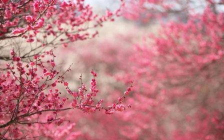Tapeta na monitor | Jarní | jaro, květiny, krása, barvy duhy, obrázky