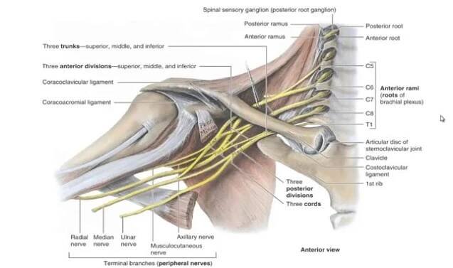 Pomůcka na plexus brachialis - LF1.CZ