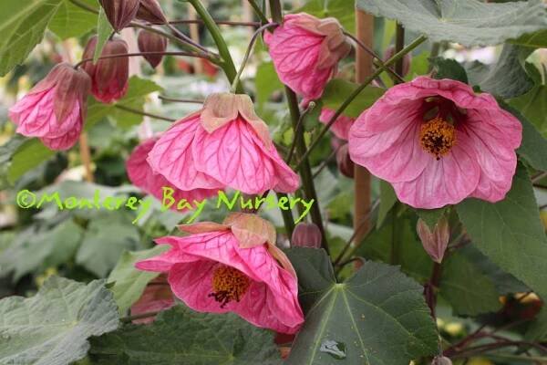Monterey Bay Nursery plants - A