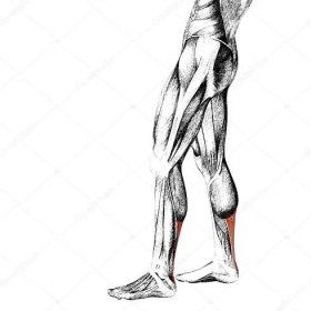 Stáhnout - Koncept nebo konceptuální 3d nižší nohy anatomie člověka nebo anatomické a svalů izolovaných na bílém pozadí — Stock obrázek