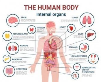 Obraz Informační plakát o vnitřních orgánech a částech lidského těla
