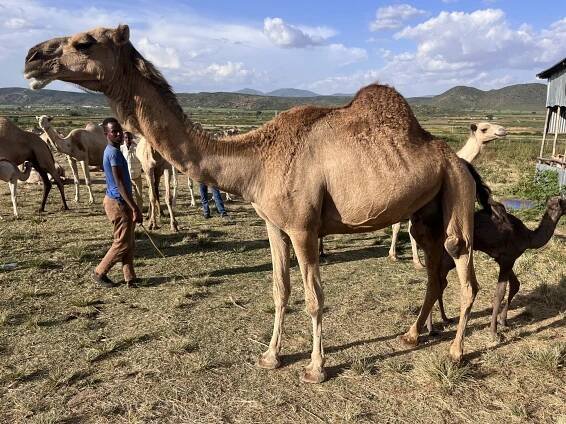 A lactating camel of Hur breed, Jigjiga region Ethiopia