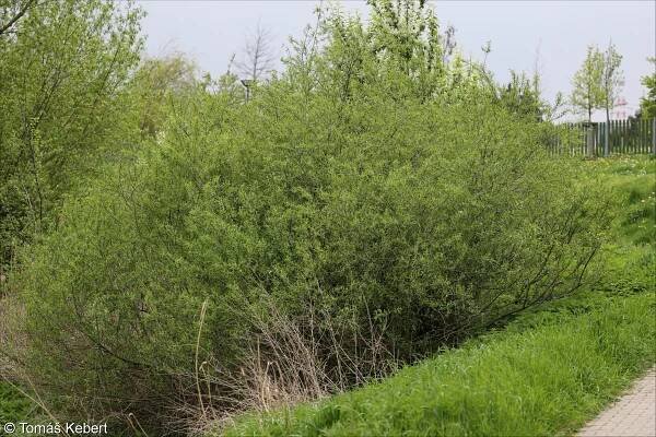 Salix triandra – vrba trojmužná