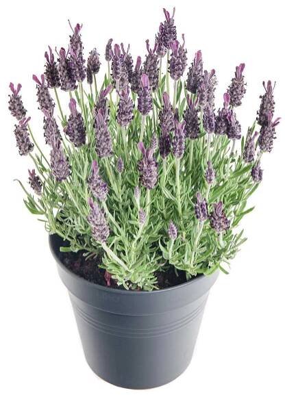 Levandule smilovitá, Lavandula stoechas, průměr květináče 18 cm | ZAZUMi.cz