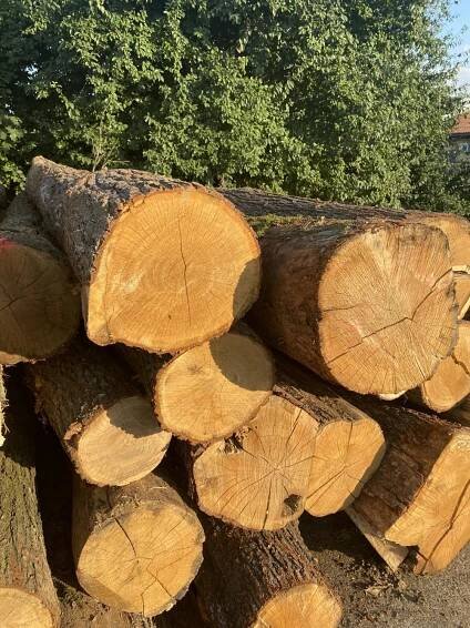 Dubová kulatina 30+ | Kulatina | Prodej / Nabídka