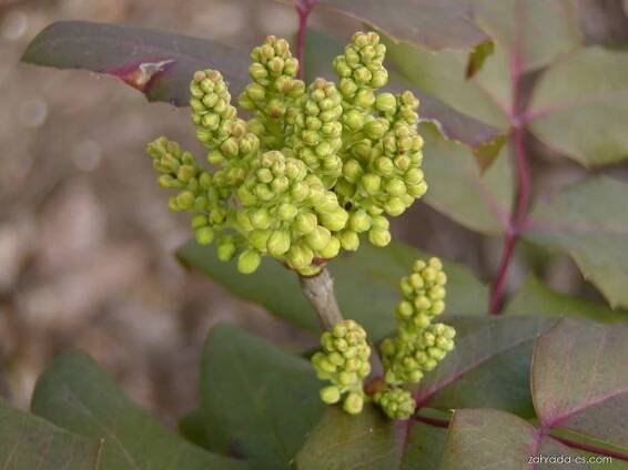 Mahónie cesmínolistá - Mahonia aquifolium, poupata