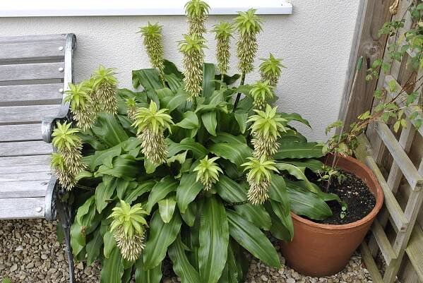 Echinops ritro | Davids Garden Diary 