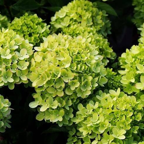 Hortenzie kytice Little Lime | P11