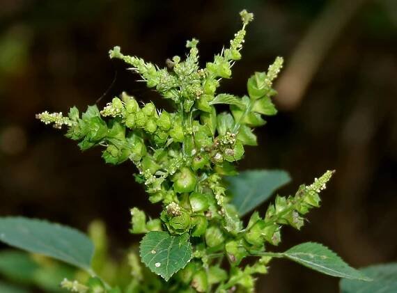 Acalypha ciliata - Wikipedia