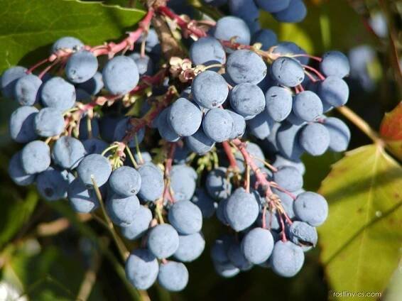 Mahónie cesmínolistá - Mahonia aquifolium