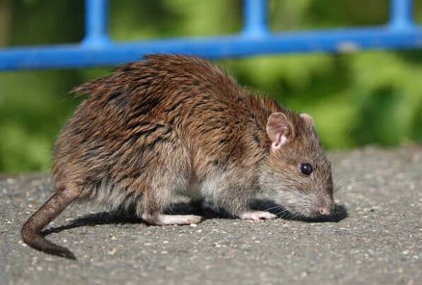 detailní záběr na krysu hnědou, rattus norvegicus, známou také jako kanalizační krysa nebo krysa obecná, hledající potravu na chodníku v městském parku. - hantavirus - stock snímky, obrázky a fotky