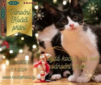 Kočičí přání – internetová charitativní sbírka (Vánoce 2023) - Kočičí.cz