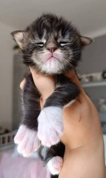 Vrh D :: Furry King CZ - Maine Coon Cattery