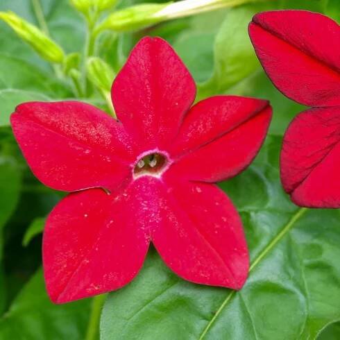 Tabák Saratoga červený F1 – Nicotiana x alata – prodej semen tabáku
