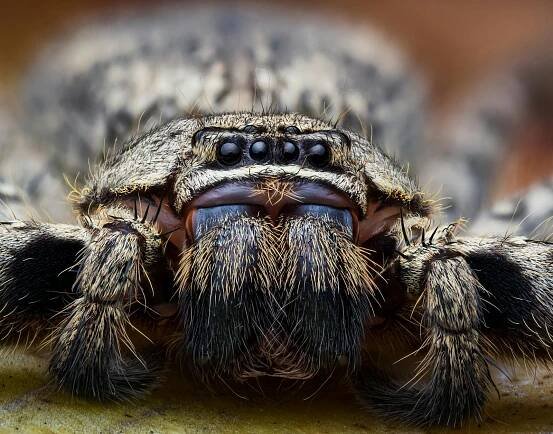 bezplatná Základová fotografie zdarma na téma anatomie pavouka, arachnida, arthropoda Základová fotografie