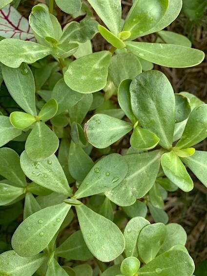 Purslane