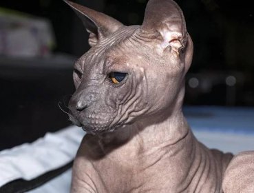 Sphynx (52 fotografií): Sphynx kočky. Charakteristika egyptských, donových a jiných druhů. O ně se starají jemnosti. Recenze