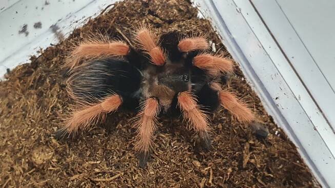Brachypelma boehmei (pavúk)