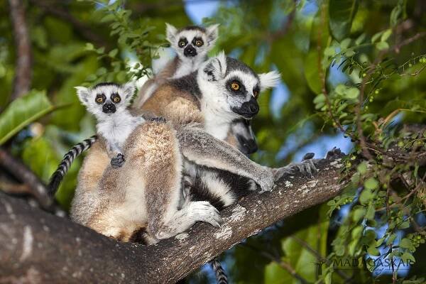 Lemur kata - rezervace Anja
