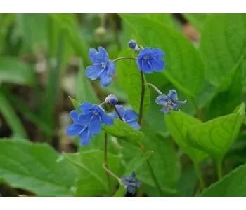 Pupkovec jarní - Omphalodes verna Balení: kontejner p9