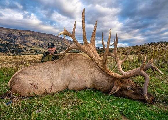 Elk (Wapiti) Hunting in New Zealand | Venator Safaris