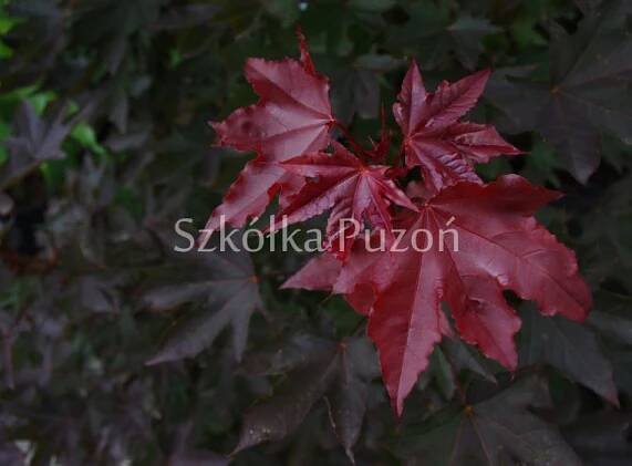 Acer platanoides (Javor mléč) 'Crimson Sentry'