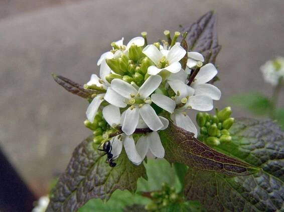 Digital Flora of Newfoundland and Labrador. Brassicaceae: Mustard Family. Open Image Dossier. 