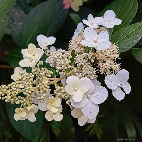 Hortenzie latnatá White Lady (Hydrangea paniculata)