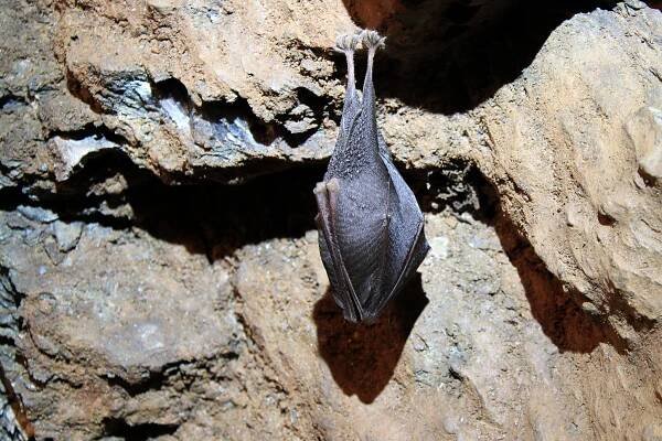 Vrápenec malý - Rhinolophus hipposideros, Dobrošov, 14.1.2017 IMG_2569