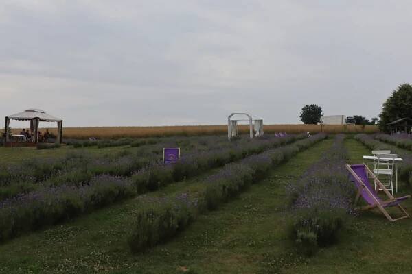Moravská Provence aneb Levandulové žně nedaleko Hranic a Olomouce. Podívejte se